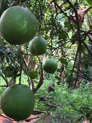 Đại hạn hoành hành, bưởi da xanh chưng Tết sốt giá