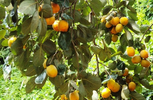 NGUY CƠ PHÁ SẢN TRÁI HỒNG ĐÀ LẠT