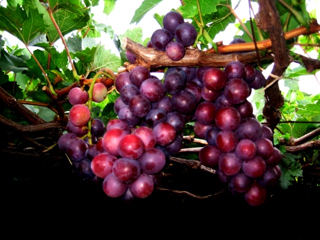 NINH THUẬN ĐẨY MẠNH SẢN XUẤT NHO AN TOÀN