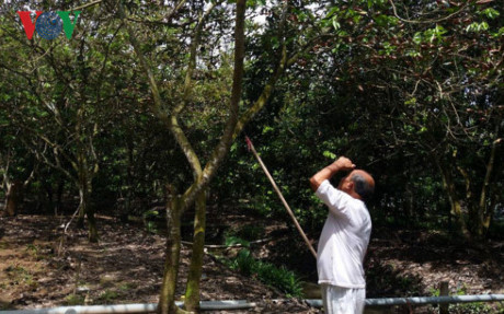 Bến Tre lần đầu tiên thiếu đặc sản chôm chôm dịp Tết Đoan Ngọ