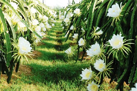 Giá thanh long đầu vụ chong đèn ổn định, người trồng phấn khởi