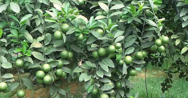 MỘT MÙA CHANH  ĐẮNG NGẮT