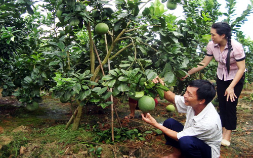 Nhà vườn buồn thiu vì trái cây giảm giá