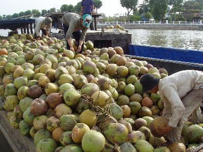 SẢN LƯỢNG DỪA GIẢM, PHẢI NHẬP KHẨU NHIÊN LIỆU