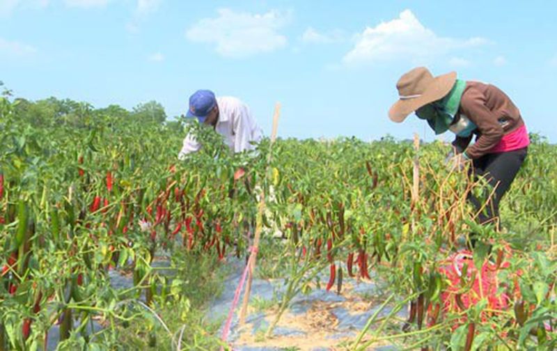 Doanh nghiệp bội tín, nông dân trồng ớt nhận... trái đắng