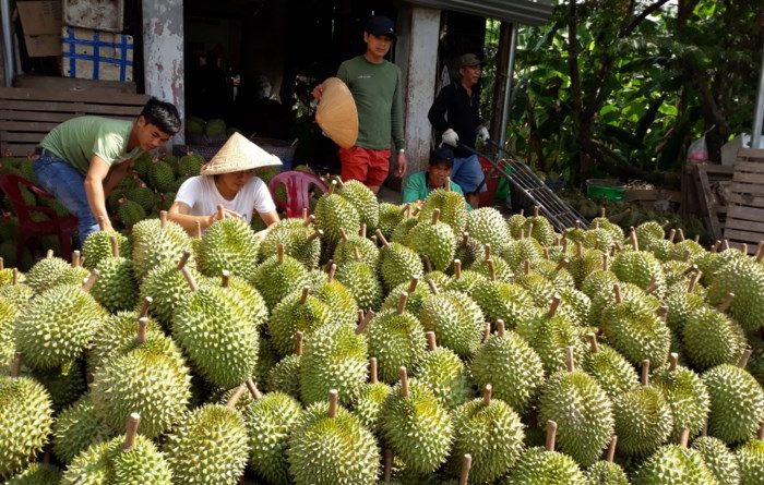 Sầu riêng chuồng bò trỗi dậy