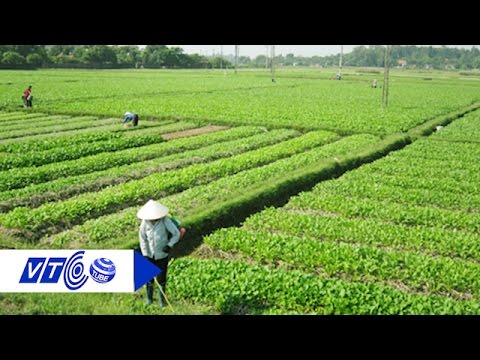 Giá rau xanh giảm mạnh sau Tết, người trồng rau lỗ nặng